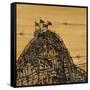 Canvas Black