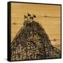 Canvas Black