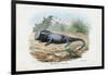 Lizard, 1863-79-Raimundo Petraroja-Framed Giclee Print