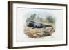 Lizard, 1863-79-Raimundo Petraroja-Framed Giclee Print