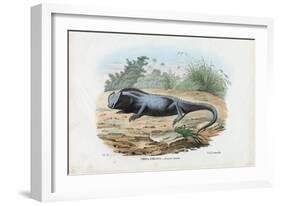 Lizard, 1863-79-Raimundo Petraroja-Framed Giclee Print