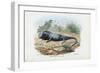 Lizard, 1863-79-Raimundo Petraroja-Framed Premium Giclee Print