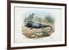 Lizard, 1863-79-Raimundo Petraroja-Framed Giclee Print