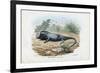 Lizard, 1863-79-Raimundo Petraroja-Framed Giclee Print