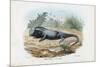 Lizard, 1863-79-Raimundo Petraroja-Mounted Giclee Print