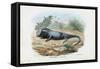 Lizard, 1863-79-Raimundo Petraroja-Framed Stretched Canvas