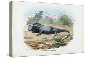 Lizard, 1863-79-Raimundo Petraroja-Stretched Canvas