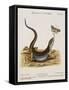 Lizard Chasing a Butterfly-Johann Michael Seligman-Framed Stretched Canvas