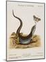 Lizard Chasing a Butterfly-Johann Michael Seligman-Mounted Giclee Print