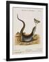 Lizard Chasing a Butterfly-Johann Michael Seligman-Framed Giclee Print