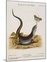 Lizard Chasing a Butterfly-Johann Michael Seligman-Mounted Giclee Print