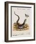 Lizard Chasing a Butterfly-Johann Michael Seligman-Framed Giclee Print