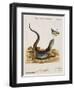 Lizard Chasing a Butterfly-Johann Michael Seligman-Framed Giclee Print