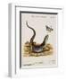 Lizard Chasing a Butterfly-Johann Michael Seligman-Framed Giclee Print