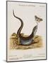 Lizard Chasing a Butterfly-Johann Michael Seligman-Mounted Giclee Print