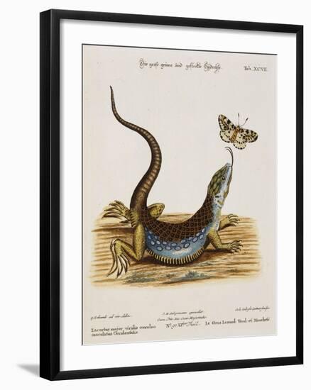 Lizard Chasing a Butterfly-Johann Michael Seligman-Framed Giclee Print