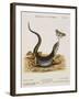 Lizard Chasing a Butterfly-Johann Michael Seligman-Framed Giclee Print