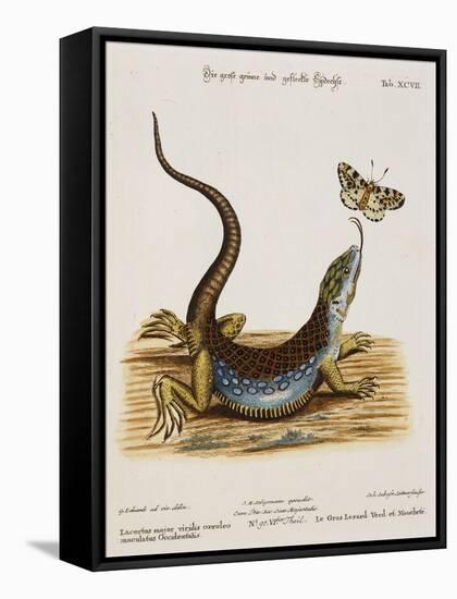 Lizard Chasing a Butterfly-Johann Michael Seligman-Framed Stretched Canvas