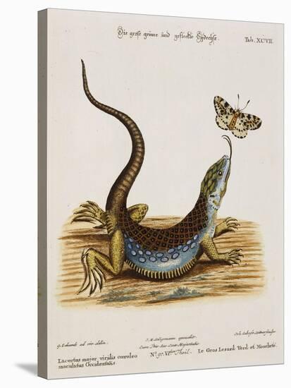 Lizard Chasing a Butterfly-Johann Michael Seligman-Stretched Canvas