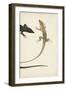 Lizard Diptych II-Vision Studio-Framed Art Print