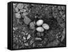 Lizard Eggs-null-Framed Stretched Canvas