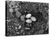 Lizard Eggs-null-Stretched Canvas