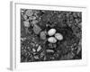 Lizard Eggs-null-Framed Photographic Print