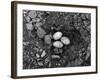 Lizard Eggs-null-Framed Photographic Print