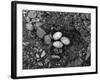 Lizard Eggs-null-Framed Photographic Print