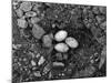 Lizard Eggs-null-Mounted Photographic Print