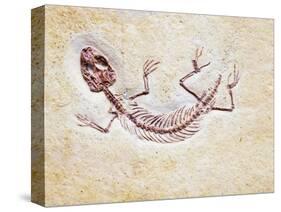 Lizard Fossil from Solnhofen Limestone Formation-Naturfoto Honal-Stretched Canvas