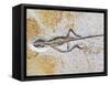 Lizard Fossil from Solnhofen Limestone Formation-Naturfoto Honal-Framed Stretched Canvas