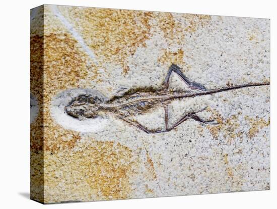 Lizard Fossil from Solnhofen Limestone Formation-Naturfoto Honal-Stretched Canvas