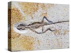 Lizard Fossil from Solnhofen Limestone Formation-Naturfoto Honal-Stretched Canvas