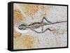 Lizard Fossil from Solnhofen Limestone Formation-Naturfoto Honal-Framed Stretched Canvas