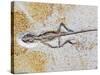 Lizard Fossil from Solnhofen Limestone Formation-Naturfoto Honal-Stretched Canvas