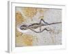 Lizard Fossil from Solnhofen Limestone Formation-Naturfoto Honal-Framed Photographic Print