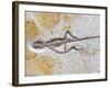 Lizard Fossil from Solnhofen Limestone Formation-Naturfoto Honal-Framed Photographic Print