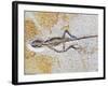 Lizard Fossil from Solnhofen Limestone Formation-Naturfoto Honal-Framed Photographic Print