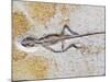 Lizard Fossil from Solnhofen Limestone Formation-Naturfoto Honal-Mounted Photographic Print