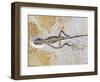 Lizard Fossil from Solnhofen Limestone Formation-Naturfoto Honal-Framed Photographic Print