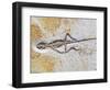 Lizard Fossil from Solnhofen Limestone Formation-Naturfoto Honal-Framed Photographic Print