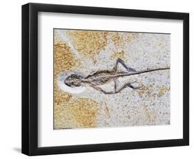 Lizard Fossil from Solnhofen Limestone Formation-Naturfoto Honal-Framed Photographic Print