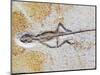 Lizard Fossil from Solnhofen Limestone Formation-Naturfoto Honal-Mounted Photographic Print