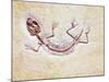 Lizard Fossil from Solnhofen Limestone Formation-Naturfoto Honal-Mounted Photographic Print