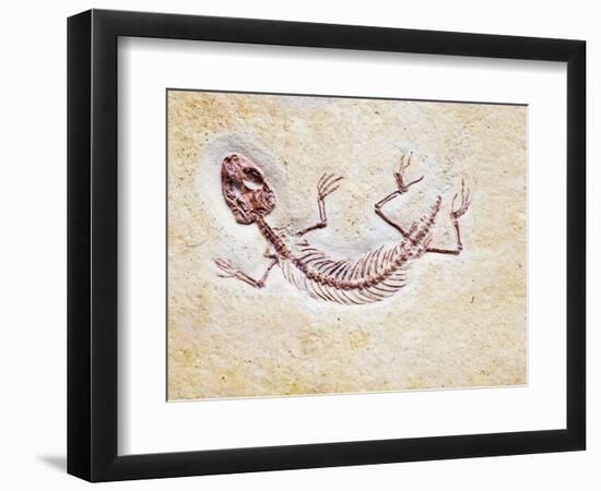 Lizard Fossil from Solnhofen Limestone Formation-Naturfoto Honal-Framed Photographic Print