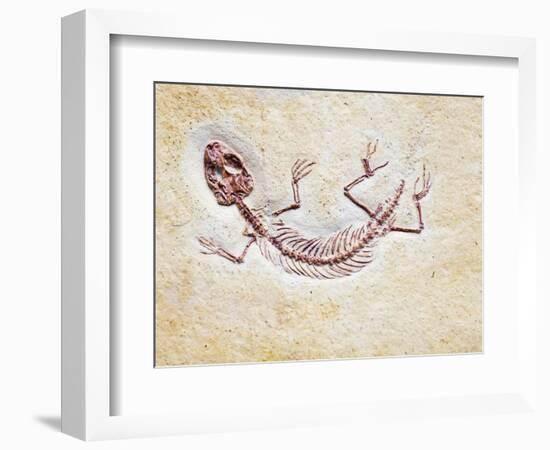 Lizard Fossil from Solnhofen Limestone Formation-Naturfoto Honal-Framed Photographic Print