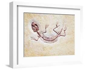 Lizard Fossil from Solnhofen Limestone Formation-Naturfoto Honal-Framed Photographic Print