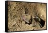 Lizard (In Hole) Art Poster Print-null-Framed Stretched Canvas