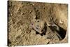 Lizard (In Hole) Art Poster Print-null-Stretched Canvas